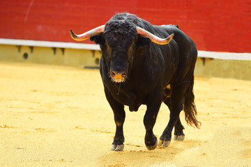 bull in spain