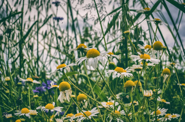 SUMMER IN THE MEADOW - Flowers, insects, grass, life of wild nature
