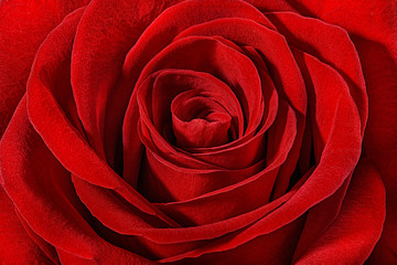Fresh beautiful red rose close up background