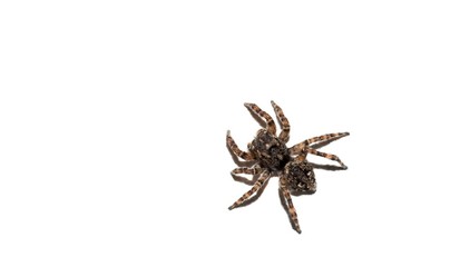 Vierpunktspringspinne (Sitticus pubescens), freigestellt, Niedersachsen, Deutschland, Europa