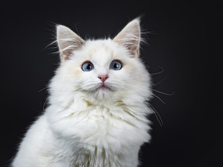 Portrait of blue eyed ragdoll cat / kitten sitting isolated on black background looking at the lens