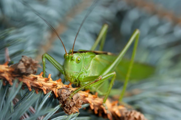 A close up of the grasshopper