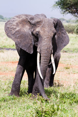 African elephants, of the genus Loxodonta in Tarangire National Park, Tanzania