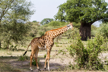 Naklejka na ściany i meble The giraffe (Giraffa), genus of African even-toed ungulate mammals, the tallest living terrestrial animals and the largest ruminants, 