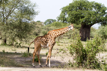 The giraffe (Giraffa), genus of African even-toed ungulate mammals, the tallest living terrestrial animals and the largest ruminants, 