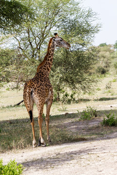 The giraffe (Giraffa), genus of African even-toed ungulate mammals, the tallest living terrestrial animals and the largest ruminants, 