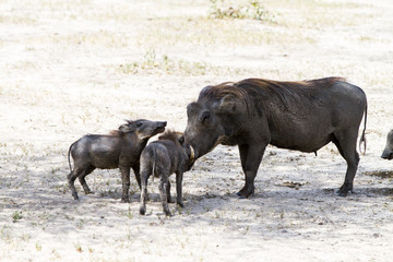 The common warthog (Phacochoerus africanus), wild member of the pig family (Suidae) found in grassland, savanna, and woodland in Tarangire National Park, Tanzania
