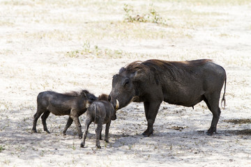 Naklejka na ściany i meble The common warthog (Phacochoerus africanus), wild member of the pig family (Suidae) found in grassland, savanna, and woodland in Tarangire National Park, Tanzania