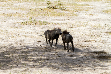 The common warthog (Phacochoerus africanus), wild member of the pig family (Suidae) found in grassland, savanna, and woodland in Tarangire National Park, Tanzania