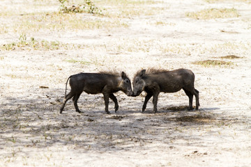 Fototapeta na wymiar The common warthog (Phacochoerus africanus), wild member of the pig family (Suidae) found in grassland, savanna, and woodland in Tarangire National Park, Tanzania