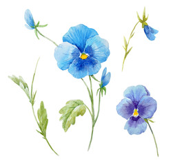Fototapeta na wymiar Watercolor pansy flower set