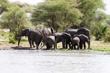 African elephants, of the genus Loxodonta in Tarangire National Park, Tanzania