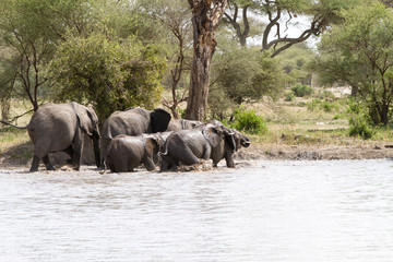 African elephants, of the genus Loxodonta in Tarangire National Park, Tanzania