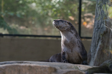 River Otter