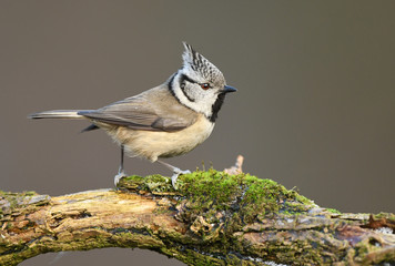 Crested Tit (Lophophanes cristatus)
