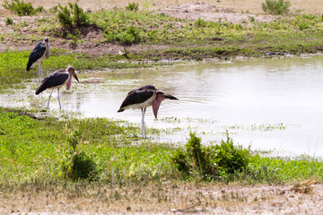 The marabou stork (Leptoptilos crumenifer), large wading bird in the stork family Ciconiidae ,...