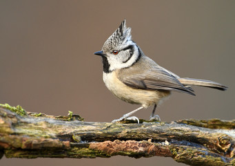 Crested Tit (Lophophanes cristatus)