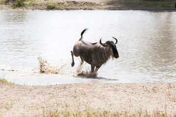 Blue wildebeest (Connochaetes taurinus), common wildebeest, white-bearded wildebeest or brindled gnu large antelope in the Tarangire National Park, Tanzania