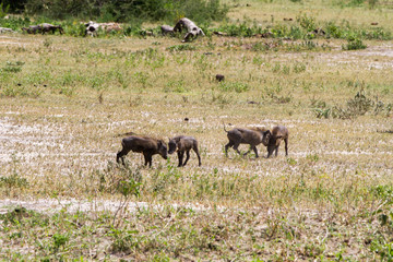 The common warthog (Phacochoerus africanus), wild member of the pig family (Suidae) found in grassland, savanna, and woodland in Tarangire National Park, Tanzania