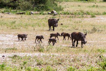 The common warthog (Phacochoerus africanus), wild member of the pig family (Suidae) found in grassland, savanna, and woodland in Tarangire National Park, Tanzania