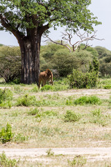 The giraffe (Giraffa), genus of African even-toed ungulate mammals, the tallest living terrestrial ruminant, Big Five game animals in Tarangire National Park, Tanzania