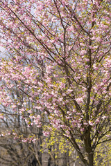 Blossoming of pink cherry blooms over blue sky. Sakura tree in full bloom. Spring flowers. 