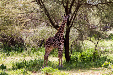 The giraffe (Giraffa), genus of African even-toed ungulate mammals, the tallest living terrestrial ruminant, Big Five game animals in Tarangire National Park, Tanzania