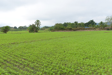 Planting vegetable garden Gardening, green onion