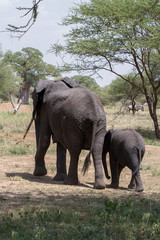 African elephants, of the genus Loxodonta in Tarangire National Park, Tanzania