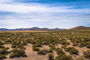 Wild landscape of Eduardo Avaroa National Park, Bolivia