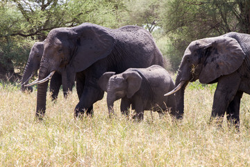 Naklejka na ściany i meble African elephants, of the genus Loxodonta in Tarangire National Park, Tanzania