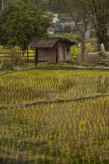 House and rice fields