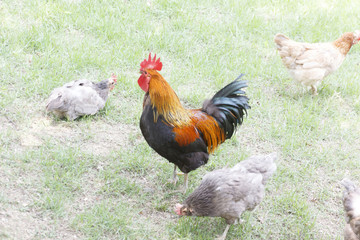 chickens on the grass
