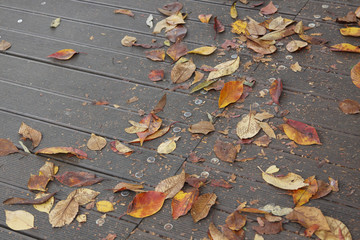 The leaves on the pathway; Korea autumn 2016.