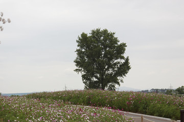 A tree on the hill