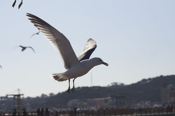 Flying seagull is Korea west sea shore. 