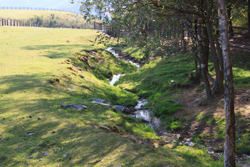 A brook and forest in the farm.