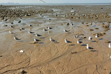 Seagulls on the seashore
