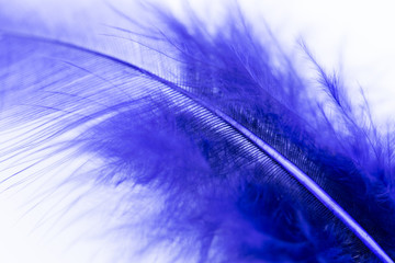 Close up of dark purple feather on a white background (macro concept)