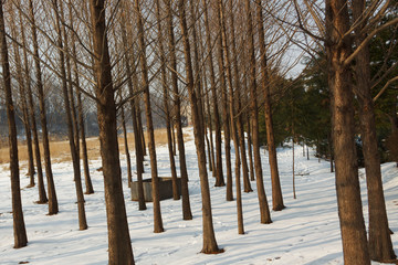 Trees in the park, Korea winter.