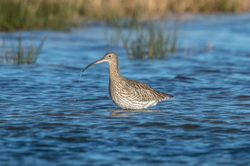 vogel