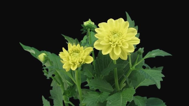 Time-lapse of opening yellow dahlia 6x1 in PNG+ format with ALPHA transparency channel isolated on black background
