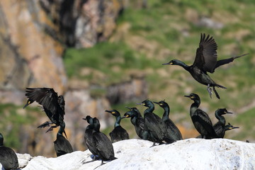 European shag or common shag (Phalacrocorax aristotelis) island runde norway