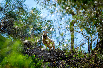 Mountain sheep peeping out of the bush. White sheep with bell.