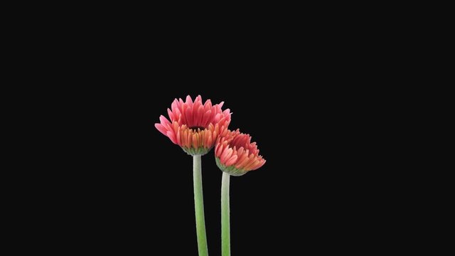 Time-lapse of growing and opening pink gerbera flower 1x1 in PNG+ format with ALPHA transparency channel isolated on black background
