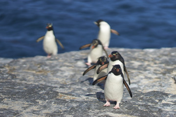 Fototapeta premium Rockhopper Penguins (Eudyptes chrysocome) return to their colony on the cliffs of Bleaker Island in the Falkland Islands