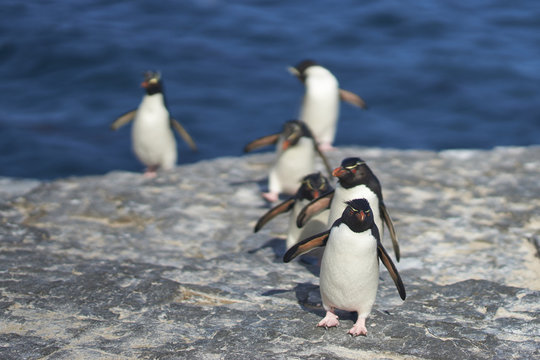 Rockhopper Penguins (Eudyptes chrysocome) return to their colony on the cliffs of Bleaker Island in the Falkland Islands