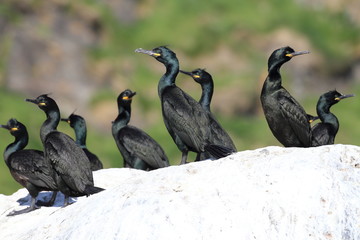 European shag or common shag (Phalacrocorax aristotelis) island runde norway