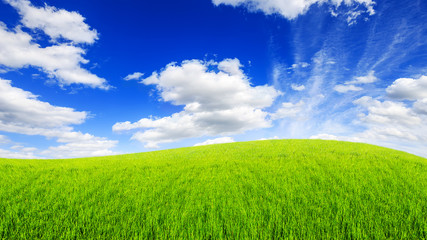 Fototapeta premium green field grass with a blue sky and clouds