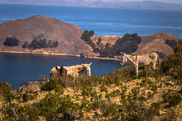 Sun Island - July 28, 2017: Sun Island, Bolivia